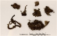 藏品(黑果球粉衣)的圖片